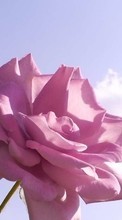 Descargar la imagen Plantas,Roses para celular gratis.
