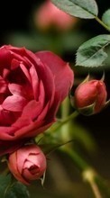 Plantas,Roses para HTC Desire 500