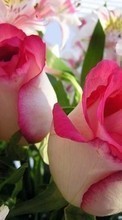 Descargar la imagen 128x160 Plantas,Flores,Roses,Postales,8 de marzo, Día de la Mujer para celular gratis.