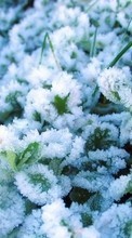 Descargar la imagen 720x1280 Plantas,Nieve para celular gratis.
