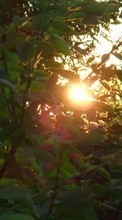 Descargar la imagen Plantas,Puesta del sol,Sol para celular gratis.