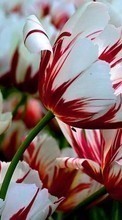 Descargar la imagen Plantas,Tulipanes para celular gratis.