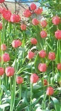 Descargar la imagen Plantas,Tulipanes para celular gratis.