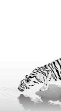 Descargar la imagen Animales,Tigres,Imágenes para celular gratis.