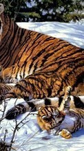 Descargar la imagen Imágenes,Tigres,Animales para celular gratis.