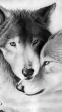 Descargar la imagen Animales,Lobos,Imágenes para celular gratis.