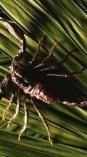 Descargar la imagen 360x640 Animales,Scorpions para celular gratis.
