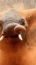 Descargar la imagen Animales,Elefantes para celular gratis.