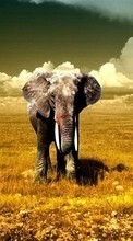Descargar la imagen Animales,Elefantes para celular gratis.
