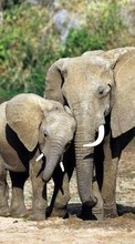 Elefantes,Animales para Nokia X2