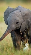 Elefantes,Animales para Sony Xperia Miro ST23i