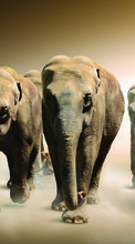 Elefantes,Animales para OnePlus One