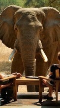 Descargar la imagen Elefantes,Animales para celular gratis.
