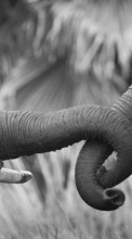 Descargar la imagen Elefantes,Animales para celular gratis.