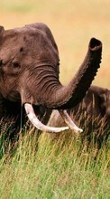 Descargar la imagen 240x320 Animales,Elefantes para celular gratis.