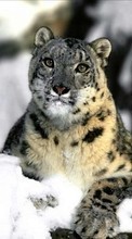 Descargar la imagen Animales,Onza,Nieve para celular gratis.