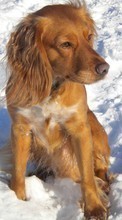 Descargar la imagen 540x960 Animales,Perros,Nieve para celular gratis.
