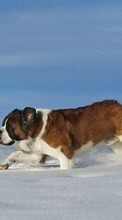 Descargar la imagen 1024x600 Animales,Perros,Nieve para celular gratis.