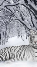 Descargar la imagen Animales,Invierno,Tigres,Nieve para celular gratis.