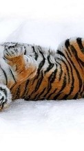 Descargar la imagen 1024x600 Animales,Invierno,Tigres,Nieve para celular gratis.