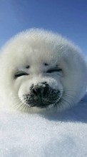 Descargar la imagen Animales,Nieve,Seals para celular gratis.