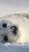 Descargar la imagen Animales,Nieve,Seals para celular gratis.