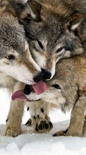 Descargar la imagen Animales,Lobos,Nieve para celular gratis.