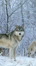 Descargar la imagen 320x480 Animales,Lobos,Invierno,Nieve para celular gratis.