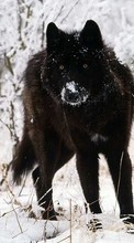 Descargar la imagen Animales,Lobos,Invierno,Nieve para celular gratis.