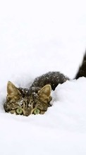 Descargar la imagen Nieve,Animales,Invierno para celular gratis.