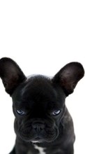 Perros,Animales para Sony Xperia S