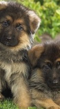 Perros,Animales para HTC Desire X