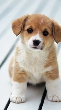 Perros,Animales para Apple iPhone 5S