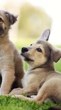 Descargar la imagen Perros,Animales para celular gratis.