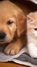 Descargar la imagen Perros,Animales para celular gratis.