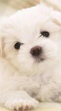 Descargar la imagen 720x1280 Animales,Perros para celular gratis.