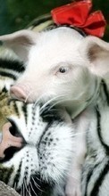Descargar la imagen Pigs,Tigres,Animales para celular gratis.