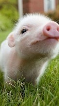 Descargar la imagen Animales,Pigs para celular gratis.