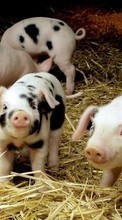 Descargar la imagen Animales,Pigs para celular gratis.