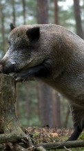 Descargar la imagen Pigs,Animales para celular gratis.