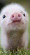 Descargar la imagen Pigs,Animales para celular gratis.