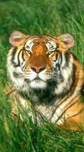Descargar la imagen 128x160 Animales,Hierba,Tigres para celular gratis.