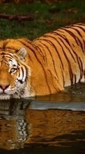 Descargar la imagen Animales,Agua,Tigres para celular gratis.