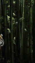 Descargar la imagen 480x800 Animales,Tigres para celular gratis.
