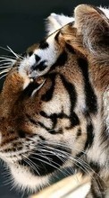 Descargar la imagen 1080x1920 Animales,Tigres para celular gratis.