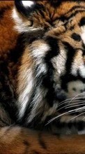 Descargar la imagen 320x480 Animales,Tigres para celular gratis.
