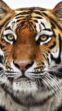 Descargar la imagen Animales,Tigres para celular gratis.