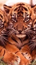 Descargar la imagen 1024x768 Animales,Tigres para celular gratis.