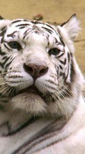 Animales,Tigres para Samsung Galaxy S4 mini