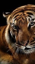 Animales,Tigres para Sony Ericsson Xperia Arc S